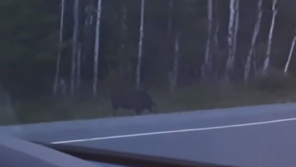 До мурашек! Странное существо сняли на видео в Канаде - Sputnik Кыргызстан