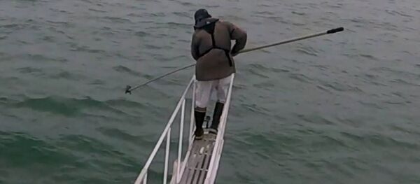 Большая акула попыталась столкнуть ученого с корабля — видео - Sputnik Кыргызстан