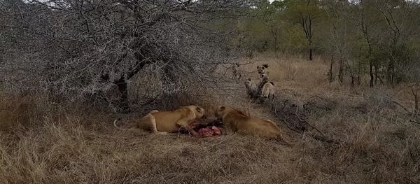 Не успели насладиться — стая гиен отобрала добычу у львиц. Видео Не успели насладиться — стая гиен отобрала добычу у львиц. Видео - Sputnik Кыргызстан