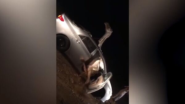 Сбитый верблюд застрял в салоне автомобиля — видео необычного ДТП в Индии - Sputnik Кыргызстан