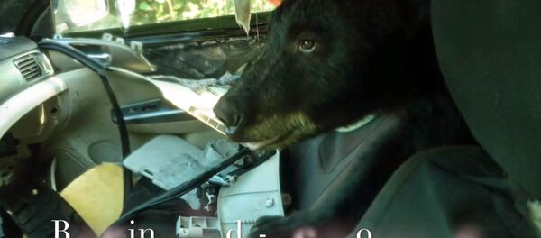 АКШда аюу унаанын ичиндеги бананды тое жеп туруп уктап калган. Видео - Sputnik Кыргызстан