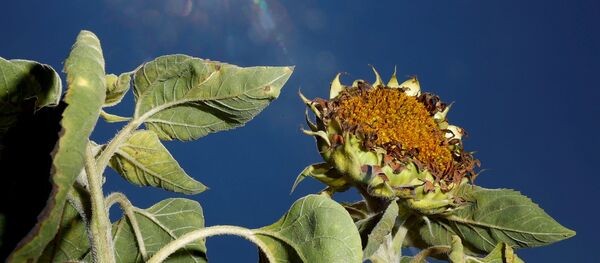 Высушенный подсолнух на поле. Архивное фото - Sputnik Кыргызстан