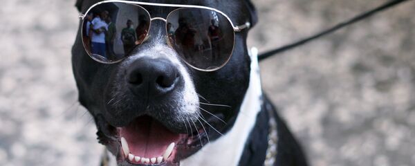 Выставка собак в Албании - Sputnik Кыргызстан