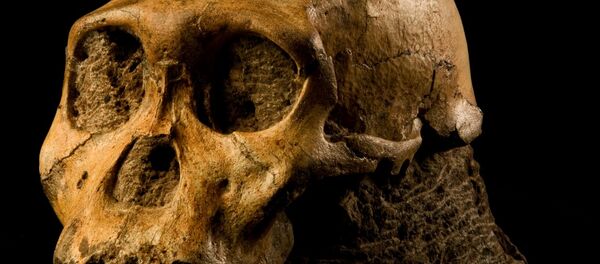 Прямоходящие предки современных людей homo erectus Прямоходящие предки современных людей homo erectus - Sputnik Кыргызстан