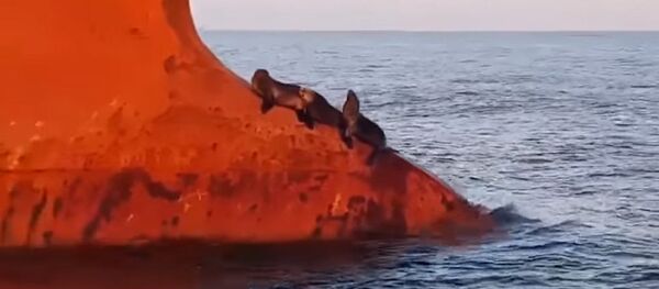 Койкойгон үчөө. Кеменин мурдуна отуруп алып бараткан тюлендердин видеосу Койкойгон үчөө. Кеменин мурдуна отуруп алып бараткан тюлендердин видеосу - Sputnik Кыргызстан