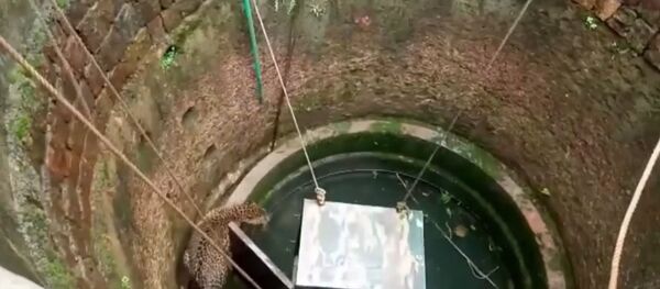 Леопард с собакой провалился в колодец в Индии - Sputnik Кыргызстан