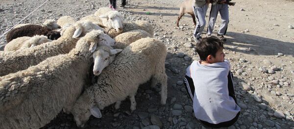 Подготовка к празднованию Курбан-байрам в Киргизии Подготовка к празднованию Курбан-байрам в Киргизии - Sputnik Кыргызстан