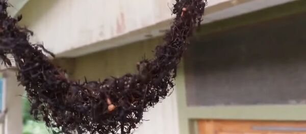 Они гениальны! Муравьи построили живой мост и разграбили гнездо — видео Они гениальны! Муравьи построили живой мост и разграбили гнездо — видео - Sputnik Кыргызстан