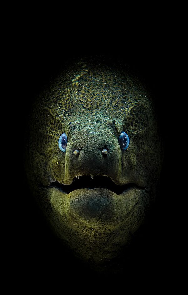 Победители конкурса фотографий подводного мира журнала Scuba Diving Magazine - Sputnik Кыргызстан