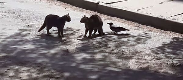 Ворона разнимает дерущихся котов, рискуя жизнью. Видео - Sputnik Кыргызстан