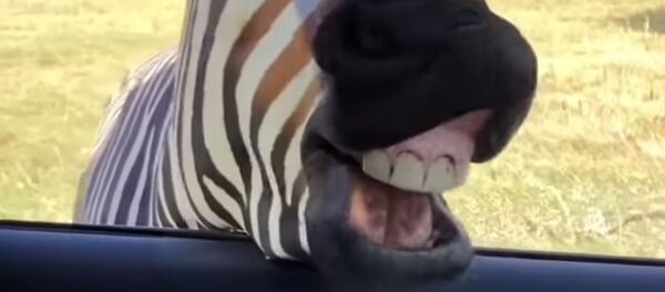 Унаага баш салып туристердин тамагынан ооз тийген зебра. Күлкүлүү видео Унаага баш салып туристердин тамагынан ооз тийген зебра. Күлкүлүү видео - Sputnik Кыргызстан