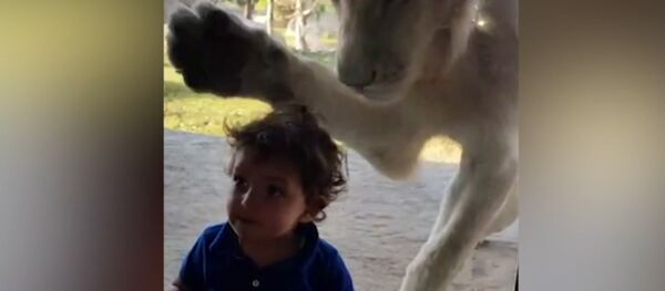 Лев пытался добраться до мальчика через стекло в зоопарке - Sputnik Кыргызстан