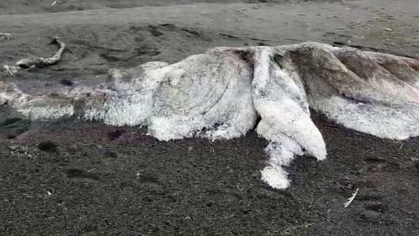 На пляже лежит мертвый волосатый монстр — видео c Камчатки - Sputnik Кыргызстан