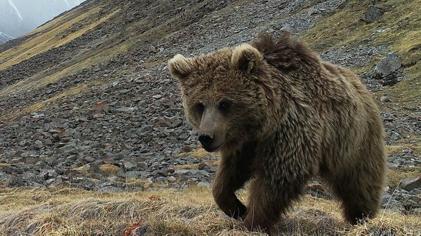 Медведь в объективе фотоловушки в Иссык-Кульской области. Архивнео фото - Sputnik Кыргызстан