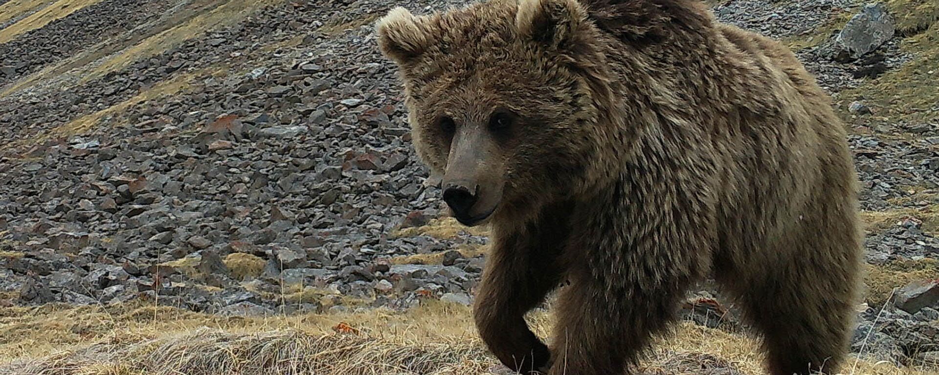 Медведь в объективе фотоловушки в Иссык-Кульской области. Архивнео фото - Sputnik Кыргызстан, 1920, 06.06.2021