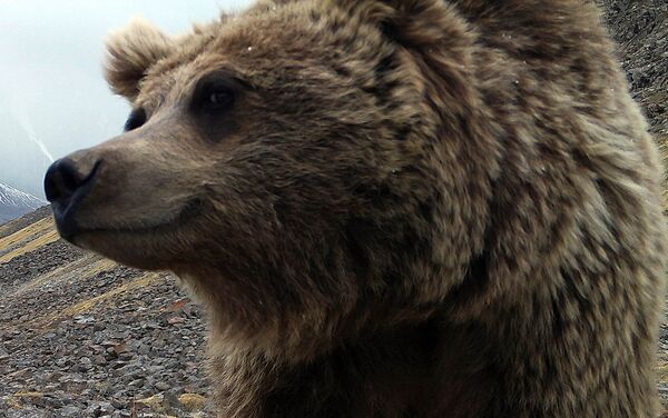 Медведь попал в фотоловушку, установленную в горах Центрального Тянь-Шаня (Иссык-Кульская область) - Sputnik Кыргызстан