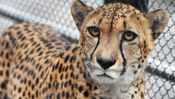 Гепард в зоопарке. Архивное фото - Sputnik Кыргызстан