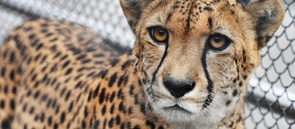 Гепард в зоопарке. Архивное фото - Sputnik Кыргызстан