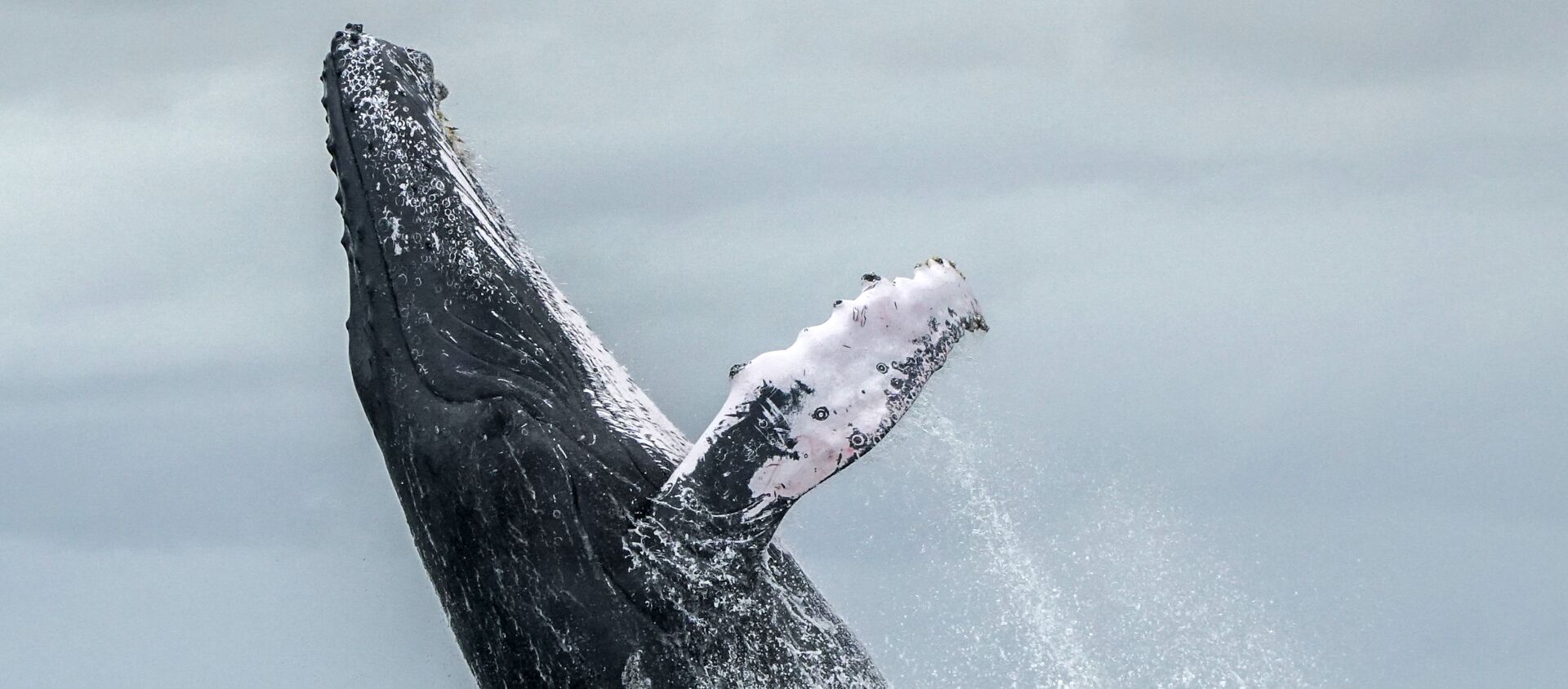 Горбатый кит выпрыгивает на поверхность океана. Архивное фото - Sputnik Кыргызстан, 1920, 13.06.2021