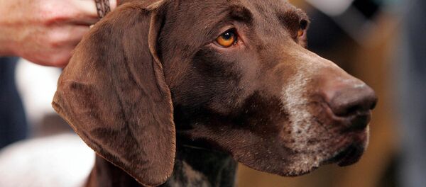 Собачья выставка в Нью-Йорке - Sputnik Кыргызстан