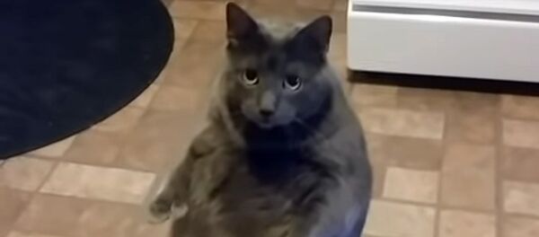 Умеющий стоять на задних лапах толстый кот покорил Сеть — видео - Sputnik Кыргызстан