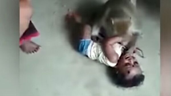 Обезьяна пыталась украсть младенца на глазах у десятков людей — видео - Sputnik Кыргызстан
