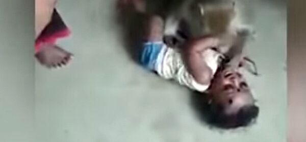 Обезьяна пыталась украсть младенца на глазах у десятков людей — видео - Sputnik Кыргызстан