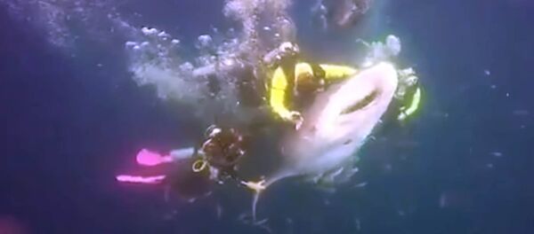 Дайвер катается верхом на акуле — видео, которое возмутит вас - Sputnik Кыргызстан