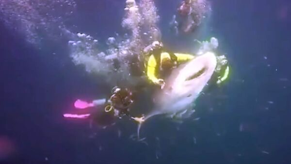 Дайвер катается верхом на акуле — видео, которое возмутит вас - Sputnik Кыргызстан