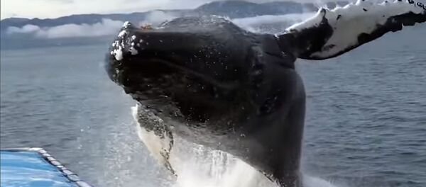 Тоо жылып келе жаткандай! Аляскада киттин сууга кулаган видеосу - Sputnik Кыргызстан