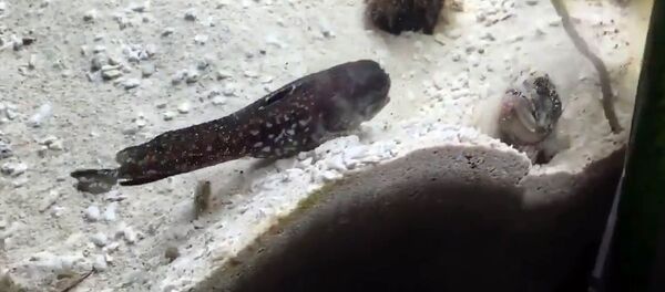 Животный скандал — смешная ссора двух рыб стала хитом Сети - Sputnik Кыргызстан