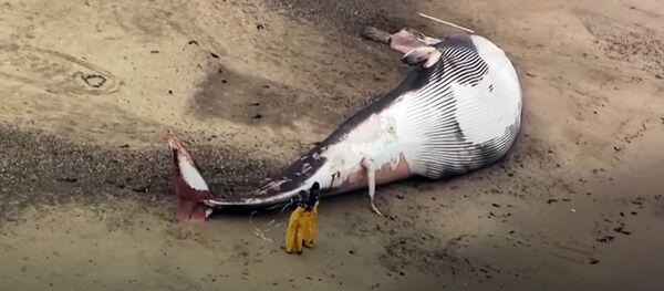 АКШда чоң көлөмдөгү кит океан жээгине чыгып калган. Видео - Sputnik Кыргызстан