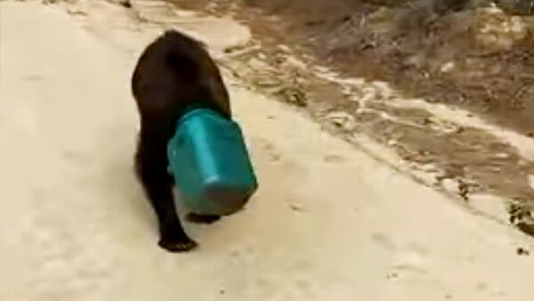 В Якутии ищут медведя с канистрой на голове — видео - Sputnik Кыргызстан