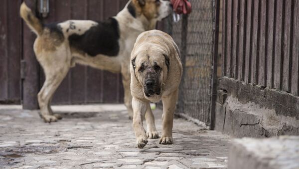 Продал пса за $ 20 тысяч — как в Бишкеке зарабатывают на собачьих боях - Sputnik Кыргызстан