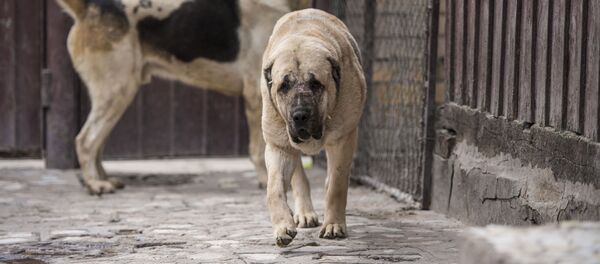 Продал пса за $ 20 тысяч — как в Бишкеке зарабатывают на собачьих боях - Sputnik Кыргызстан