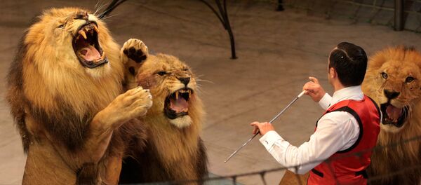 Дрессировщик и львы. Архивное фото Дрессировщик и львы. Архивное фото - Sputnik Кыргызстан