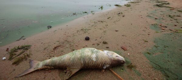 Отдых москвичей на пляже в Строгинской пойме - Sputnik Кыргызстан