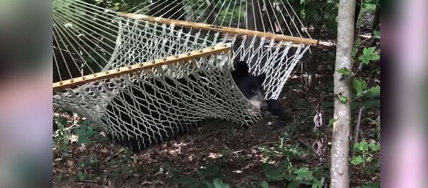 Акылдуулугун кара! Гамакта жатып алып эс алган аюунун видеосу - Sputnik Кыргызстан