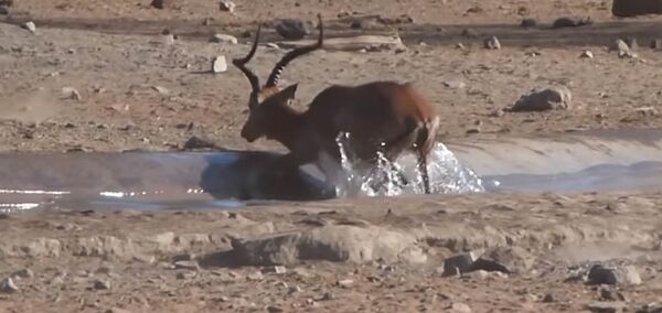 Кыймылдаганга дарманы калбаптыр. Африкада турист антилопаны сууруп чыккан видео Кыймылдаганга дарманы калбаптыр. Африкада турист антилопаны сууруп чыккан видео - Sputnik Кыргызстан