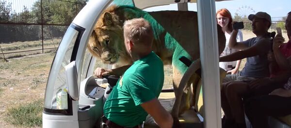 Арстан менен бет маңдай келгенде! Туристтерди аралап жүргөн жырткычтын видеосу - Sputnik Кыргызстан