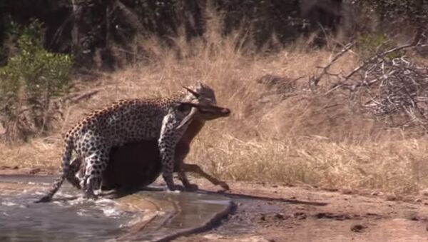 Гиена помогла антилопе вырваться из пасти леопарда — видео из ЮАР - Sputnik Кыргызстан
