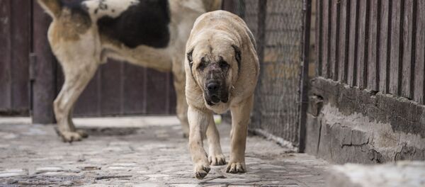 Алабай 20 миң долларга сатылган. Бишкекте ит уруштан кантип акча табышат? - Sputnik Кыргызстан