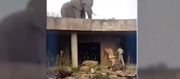 Түштүк Африкада ресторандын чатырына чыгып алган пилдин видеосу - Sputnik Кыргызстан