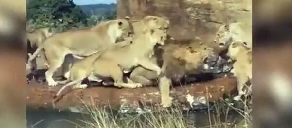 Группа львиц едва не растерзала царя зверей. Видео - Sputnik Кыргызстан