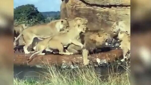 Группа львиц едва не растерзала царя зверей. Видео - Sputnik Кыргызстан
