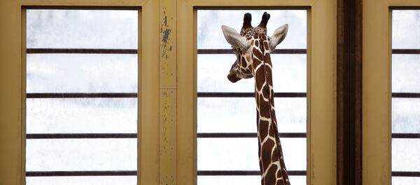 Зоопарк Blijdorp в Роттердаме Зоопарк Blijdorp в Роттердаме - Sputnik Кыргызстан