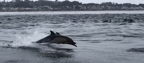 Суунун бетин бербейт го! Аңчылыкка чыккан дельфиндердин видеосу Суунун бетин бербейт го! Аңчылыкка чыккан дельфиндердин видеосу - Sputnik Кыргызстан