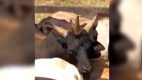 Необычную корову с тремя рогами сняли на видео в Бразилии - Sputnik Кыргызстан