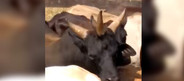 Необычную корову с тремя рогами сняли на видео в Бразилии - Sputnik Кыргызстан