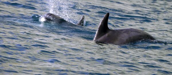 Карадагский заповедник в Крыму Карадагский заповедник в Крыму - Sputnik Кыргызстан